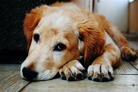 Do Dogs Cry? Understanding Dog Tears - PD Insurance