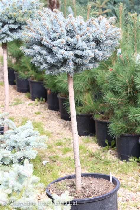 Spruce Dwarf Globe Blue Cheyenne Tree Farm Trees Shrubs Perennials Edmonton Nursery