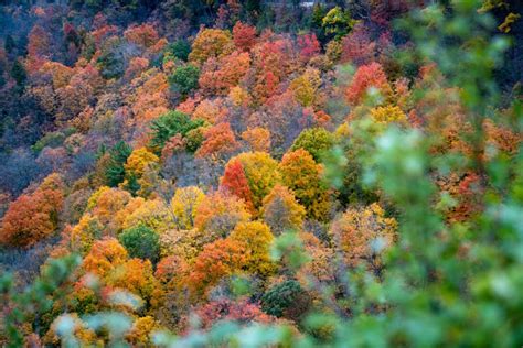 El Papel Crucial De Los Bosques En La Regulaci N Del Clima