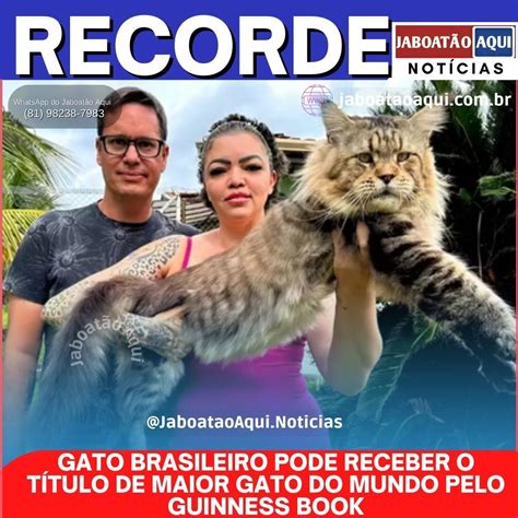 GATO BRASILEIRO PODE RECEBER O TÍTULO DE MAIOR GATO DO MUNDO PELO