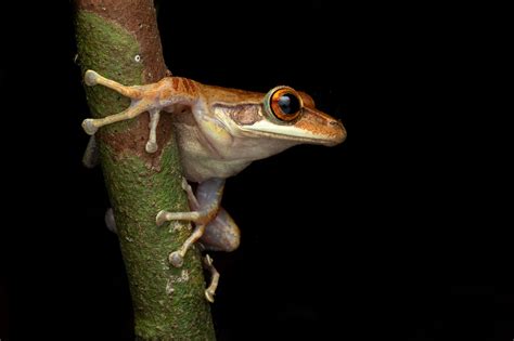 10 Frogs Of Madagascar - Photography Tours To Madagascar