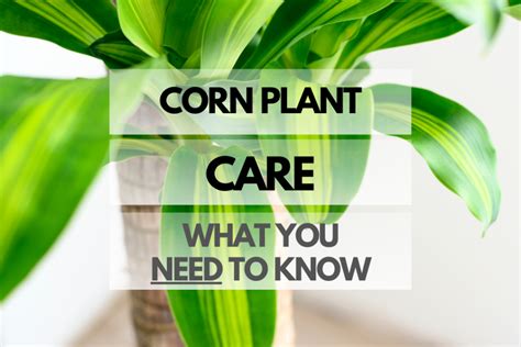 Corn Plant Care: What You Need to Know - Hip House Plants