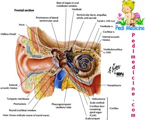 Basic Human Ear Anatomy And Physiology Outer Middle And Inner Ear