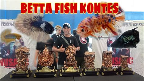 SPILL IKAN CUPANG JUARA DI KONTES NUSATiC 2024 YouTube