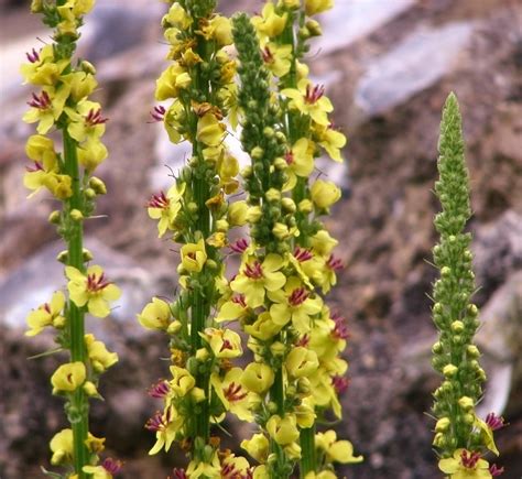 3 Plants That Look Like Foxglove