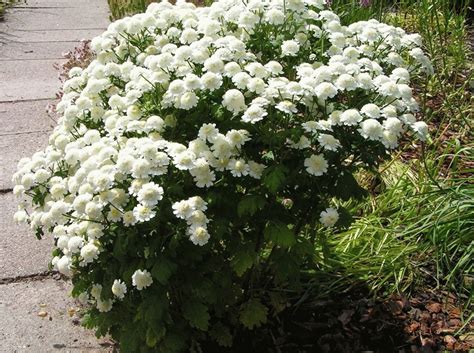 Пиретрум девичий на клумбе (34 фото) » НА ДАЧЕ ФОТО