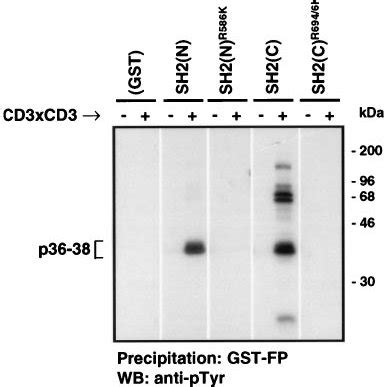 The PLC1 GST SH2 Domain Mutants Fail To Bind Tyrosinephosphorylated