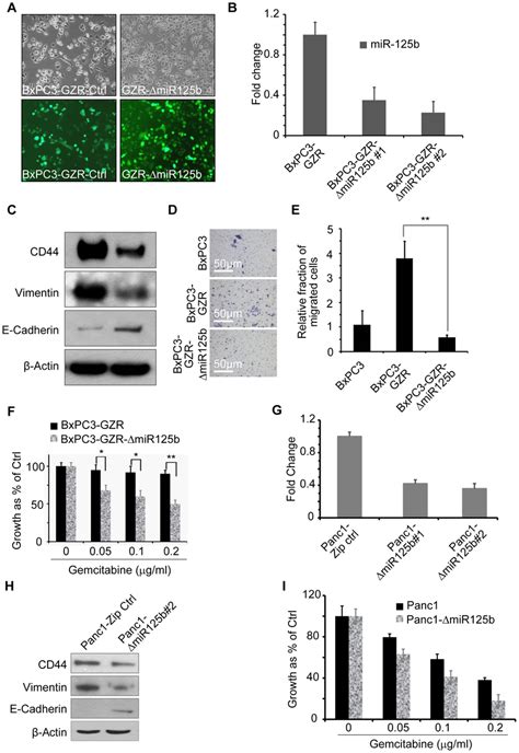 Knockdown Of Micro RNA 125 Reverses The Mesenchymal Phenotype And