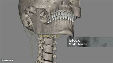 The Submandibular Lymph Nodes Are Some 36 Lymph Nodes Situated At The ...