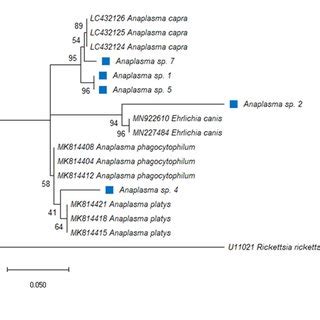 Phylogenetic Analysis By Maximum Likelihood Ml Inferred From The Glta