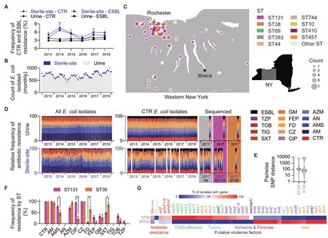 Frontiers Genomic Surveillance Of Ceftriaxone Resistant Escherichia