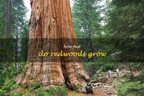 Exploring The Rapid Growth Of Redwood Trees Shuncy