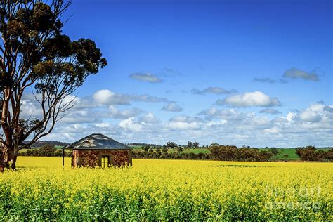 Golden Canola Field On A Beautiful Summers Day Photograph By Chris De