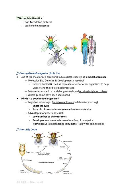 Drosophila Genetics Lecture Notes About Sex Linked Trait And How Such Is Passed Of From One