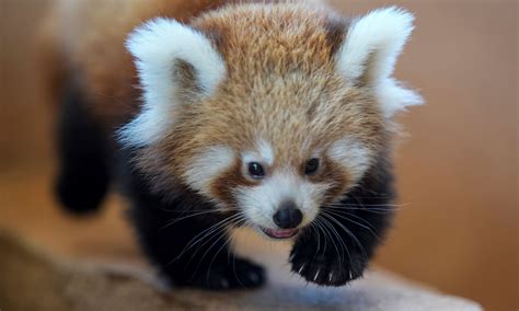 Baby red panda arrives at Athens zoo | eKathimerini.com