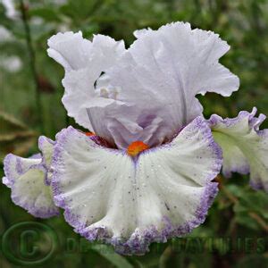 Tall Iris Sharp Edge Decadent Daylilies Australia