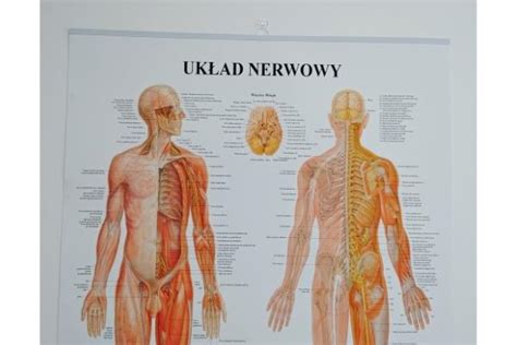 Plansza Anatomiczna Uk Ad Nerwowy Pl Acustore Acustore