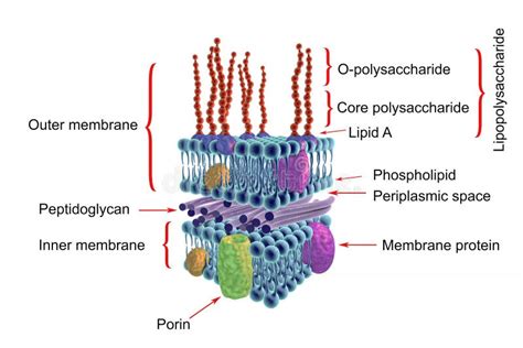 Gram Negative Cell Membrane