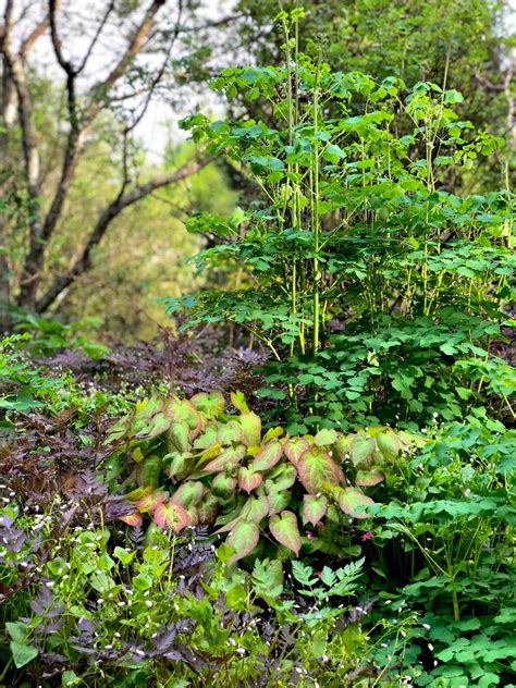 Epimedium x rubrum | Wychwood Tasmania