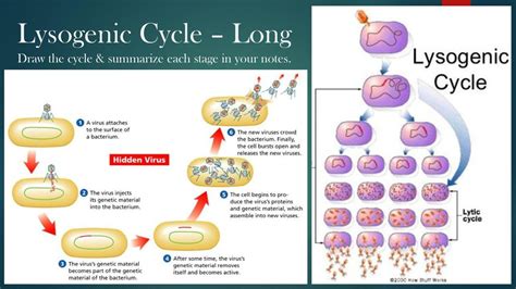 Lytic Cycle Diagram 5 Steps