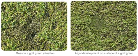 How To Control Algae And Moss In Turf Management Nuturf