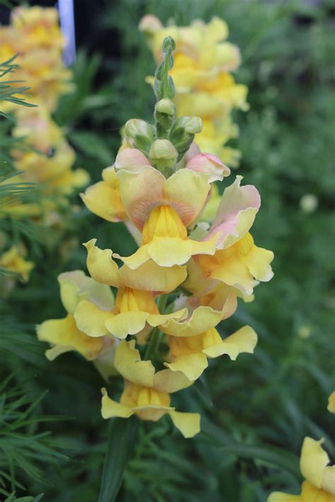 Leeuwenbekje Mooi Leeuwenbekje Antirrhinum Majus Plukbloem Nl