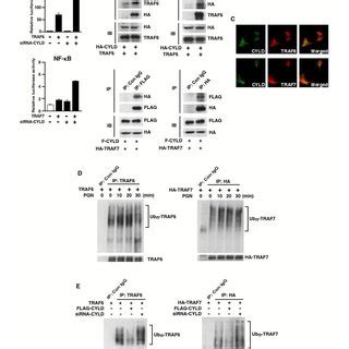 The Tumor Suppressor CYLD Negatively Regulates TLR2 Dependent