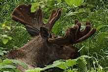 moose wikipedia