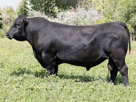 herd sires black red angus cattle hamilton angus ranch