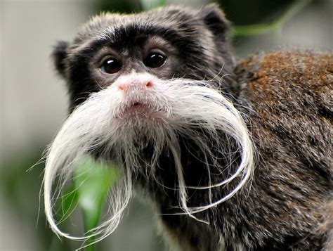 Tamarino Imperatore Bioparco Di Roma