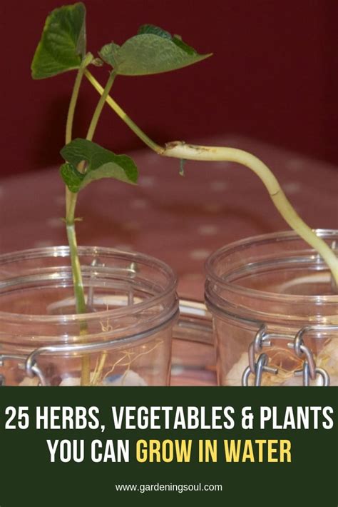 25 Herbs Vegetables And Plants You Can Grow In Water Gardening Soul