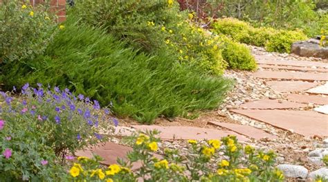 Xeriscape Landscaping A Complete Guide To A Drought Tolerant Yard