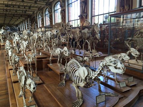 Le Mus Um National D Histoire Naturelle