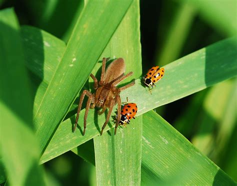 Dolomedes Sulfureus From Singok Dong Uijeongbu Si Gyeonggi Do South