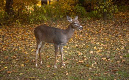 Whitetail Deer Fawn Fall