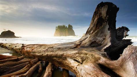 Second Beach Near Olympic National Park And La Push Washington Bing