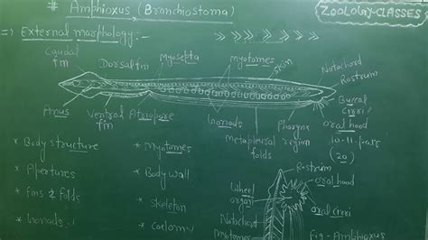 L92 External Morphology Of Branchiostoma General Features Of