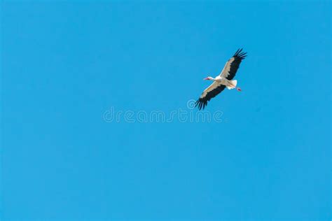 Crane Flying in the Blue Sky Stock Photo - Image of large, natural ...