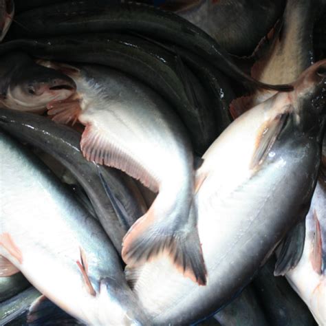 INFOMINA 4 Makanan Ikan Patin Agar Cepat Besar Dan Panen