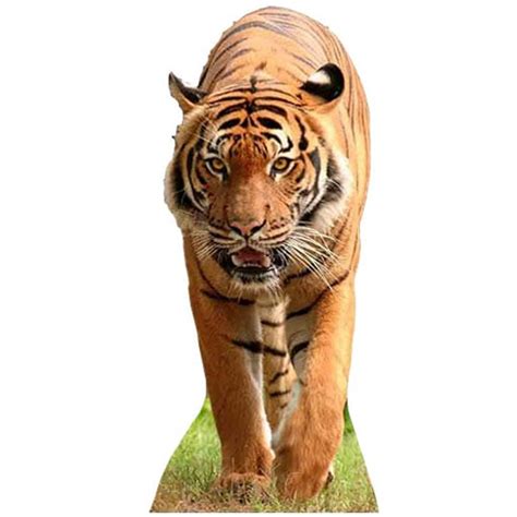 Tiger Lifesize Cardboard Cutout 130cm Partyrama