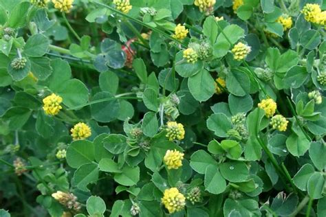 Weeds That Look Like Clover How To Kill Them