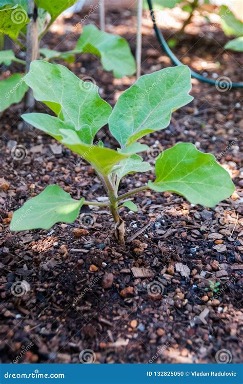 Eggplant Seedling Growing In Potting Soil Stock Photo Image Of