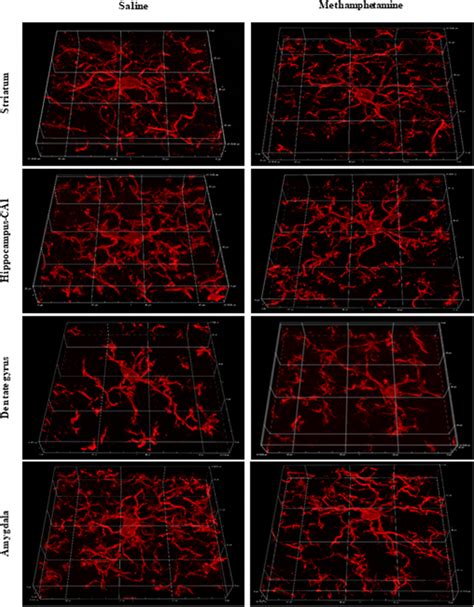 Immunohistochemical Staining Of Iba Antigen For Visualizing Mouse