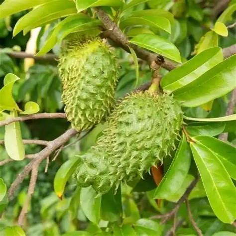 Soursop Tree Jiffy Plants