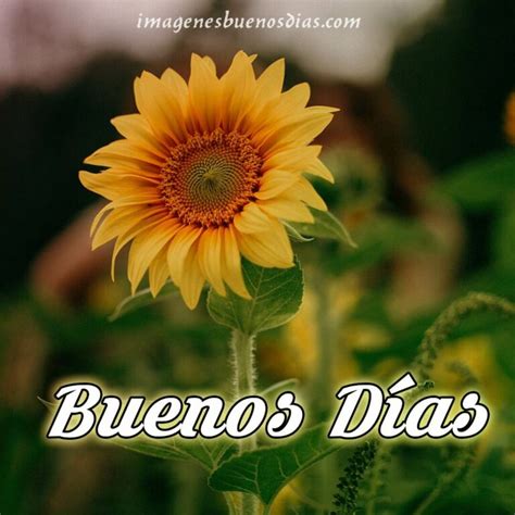 Imágenes buenos días con flores (17) » Imágenes Buenos Días