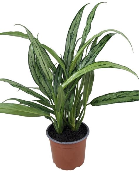 Aglaonema Pincel Vivero R O Fr O