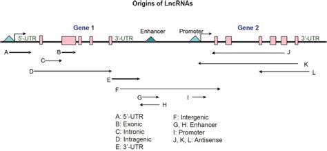Long non-coding RNAs: versatile master regulators of gene expression ...
