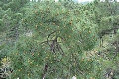 Category Pinus Pinaster Wikimedia Commons