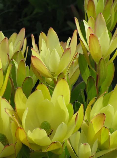 golden tulip arnelia