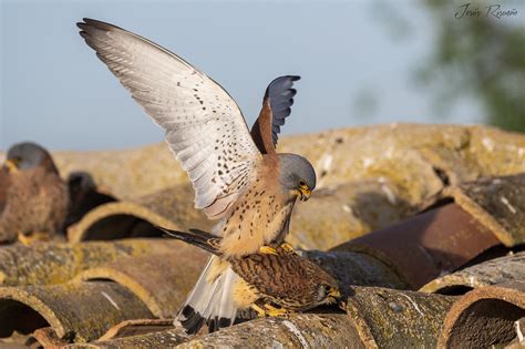 Cernícalo primilla Lesser Kestrel Falco naumanni Flickr